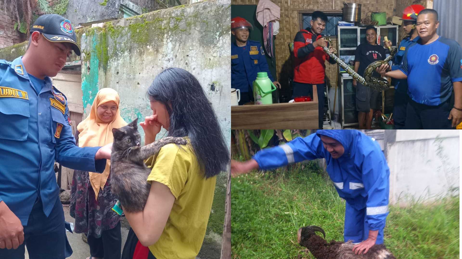 Awal Tahun 2026, Disdamkar Garut Sibuk Evakuasi Hewan, dari Kambing hingga Kucing