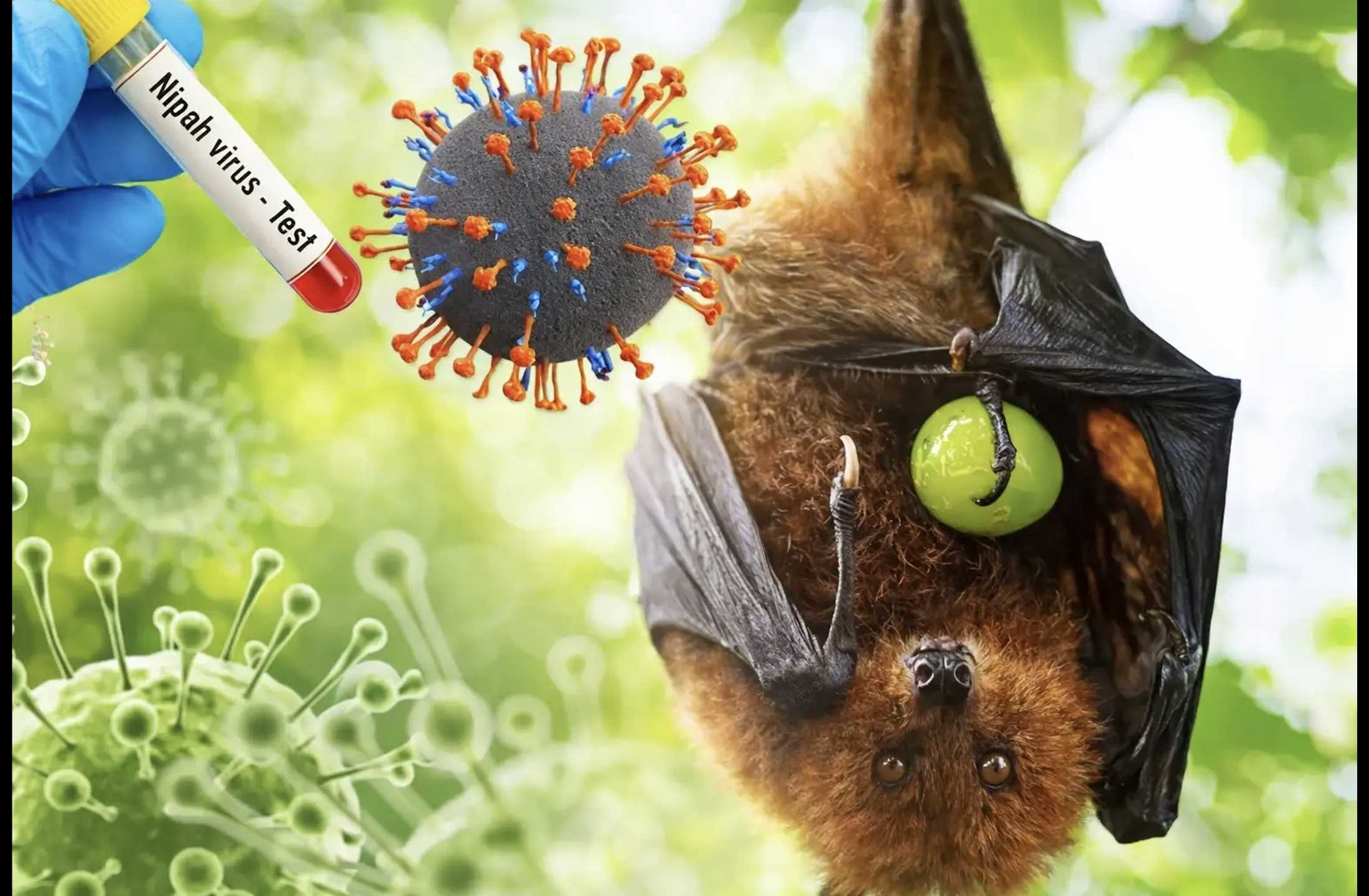 Wabah Nipah di India Picu Kewaspadaan Asia, Sejumlah Negara Perketat Perbatasan