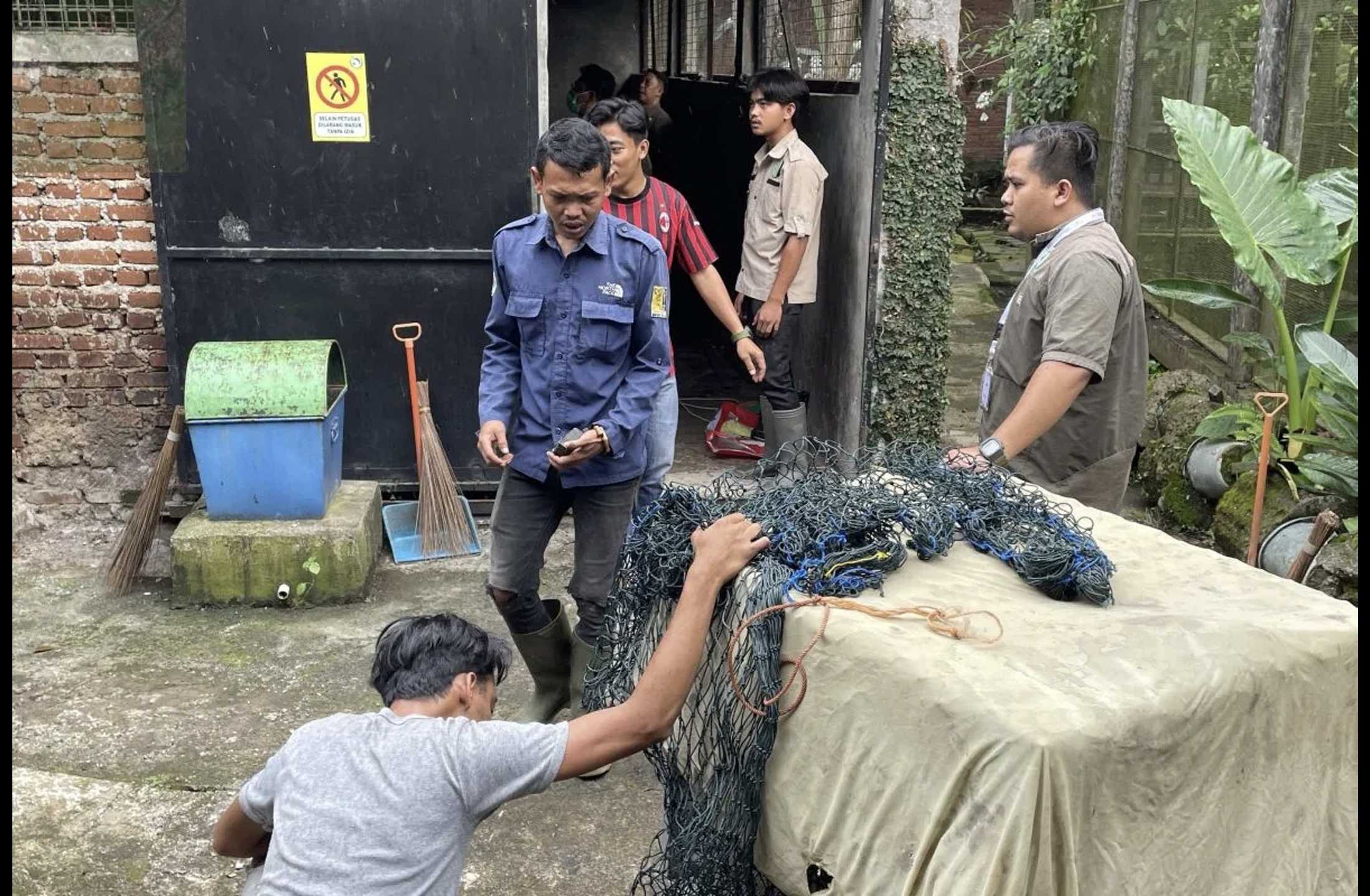 Macan Tutul Penyerang Warga di Pacet Jalani Rehabilitasi Intensif di Taman Satwa Cikembulan